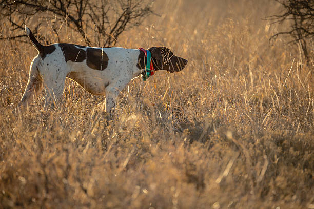 German Shorthair Birddog
