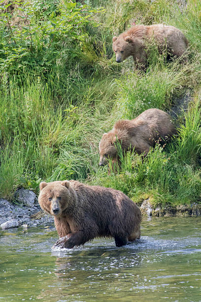 istock Mother bear leads cubs into river to learn to fish. 577345030