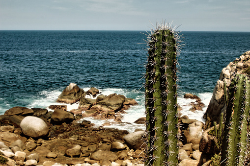 Cactus at the sea