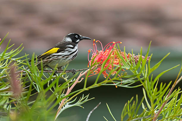 그레빌레아 거미 꽃의 지점에 새로운 네덜란드 허니 터트 새 - honeyeater 뉴스 사진 이미지