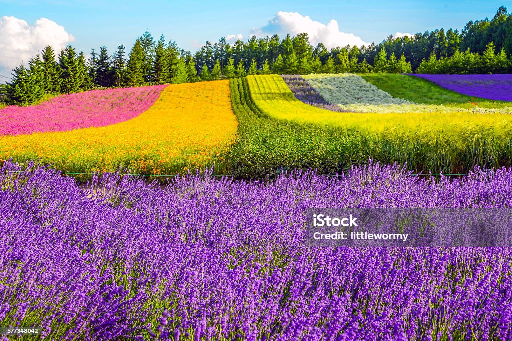 Irodori field, Tomita farm, Furano, Japan. Irodori field, Tomita farm, Furano, Japan. It is the famous and beautiful flower fields in Hokkaido Hokkaido Stock Photo