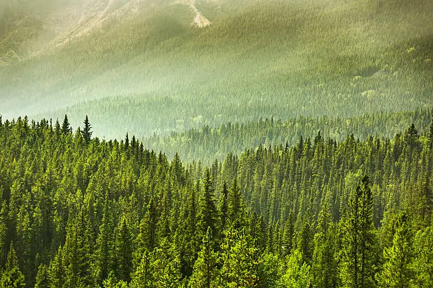Photo of Alberta Wilderness near Banff