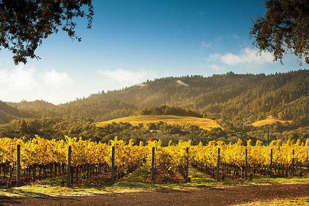 uva su un'azienda vinicola vite - vineyard napa valley sonoma county california foto e immagini stock