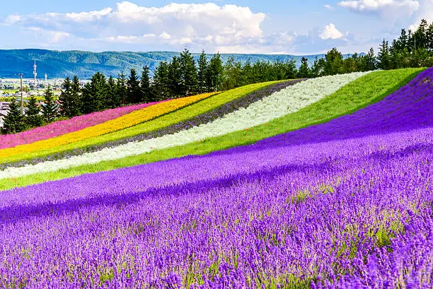 Irodori field, Tomita farm, Furano, Japan. It is the famous and beautiful flower fields in Hokkaido