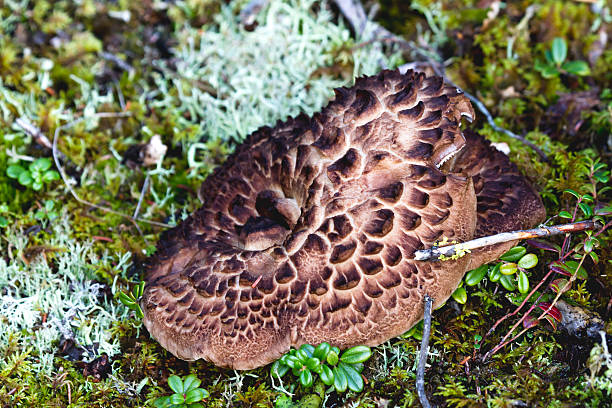 alaska kolorowe grzyby i leśne zarośla - mushrooms mushroom fungus fungi undergrowth zdjęcia i obrazy z banku zdjęć