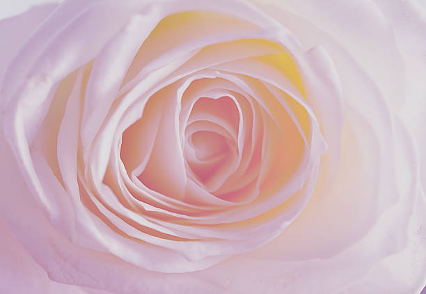istock rose flowers close up on background 577349862
