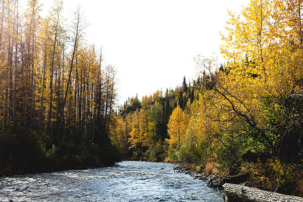 istock Golden Leafed Trees Fringing Cold River 577614902