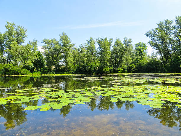 istock Lake in the forest 577615674