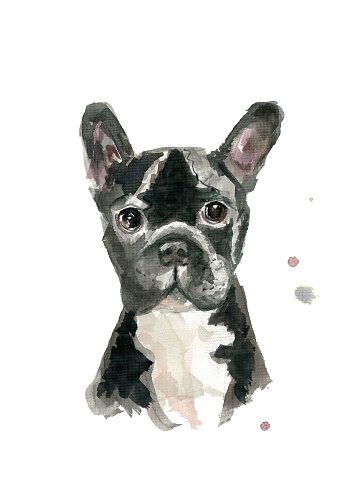 Watercolour painting of a black and white French Bulldog facing forwards showing head and shoulders. White background with paint splashes.