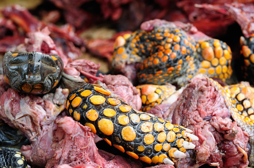 South America, Dead turtle to the food on the market in the Iquitos major city in Amazonia, Peru