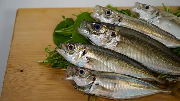 istock The horse mackerel which can have just been caught 577617354