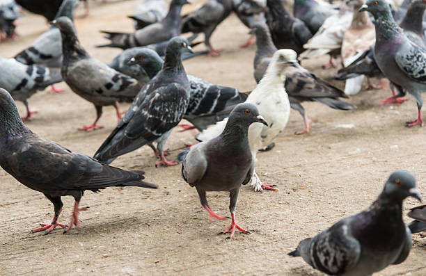 istock Pigeons in the Park. 577618570