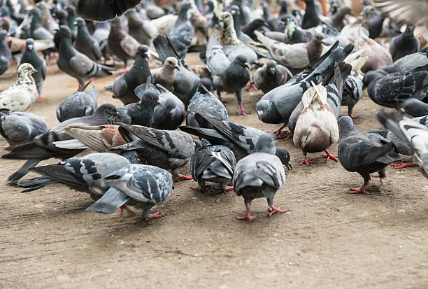 istock Pigeons in the Park. 577618616