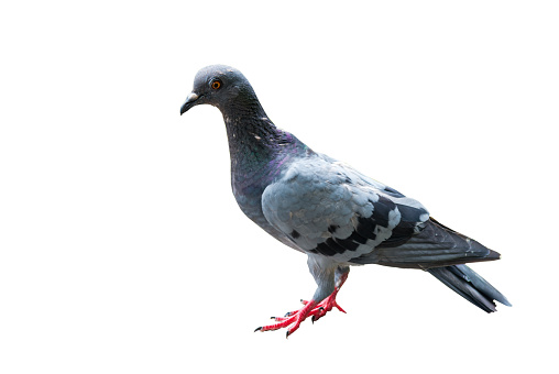 pigeons standing isolated on the white background.