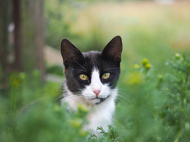 istock Black and white cat in the green grass 577619204