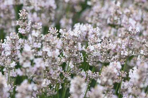 Close-up of white lavender variety in a field in Hokkaido, Japan.