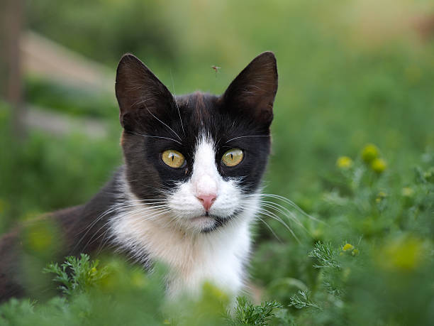 istock Black and white cat in the green grass 577620136