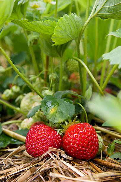 istock bush of fresh red organic strawberry 577620214