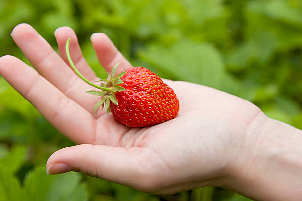 istock fresh red strawberry in the human hand 577620294