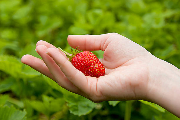 istock fresh red strawberry in the human hand 577620364