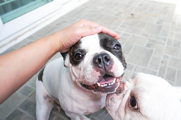 qualcuno s tentoni un cane - groping foto e immagini stock