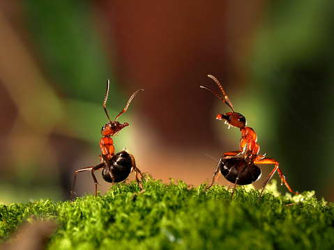 Battle of two ants. Beautiful ants are on the moss lifting abdomen and sprinkle each other with formic acid