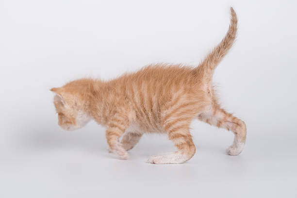 istock little cat studio shot with whie background 577621332