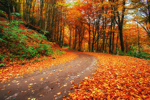 추절 골목  - country road forest road footpath 뉴스 사진 이미지