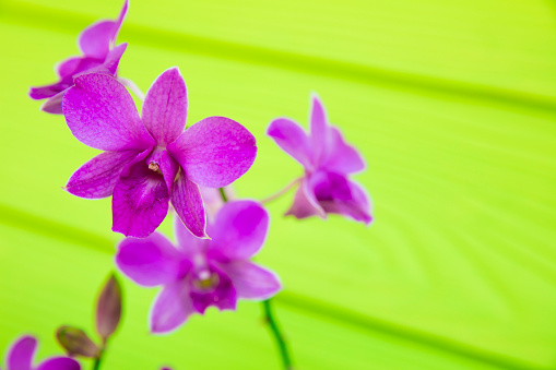 Orchids on a green background