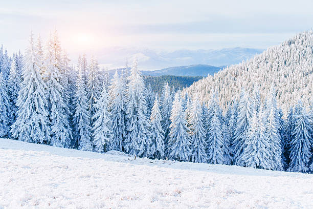 istock magical winter snow covered tree. Sunset in the Carpathians. 577622154