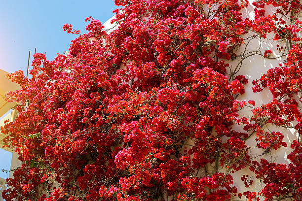 istock Wall Bougainvillea flowers, Greece 577622458