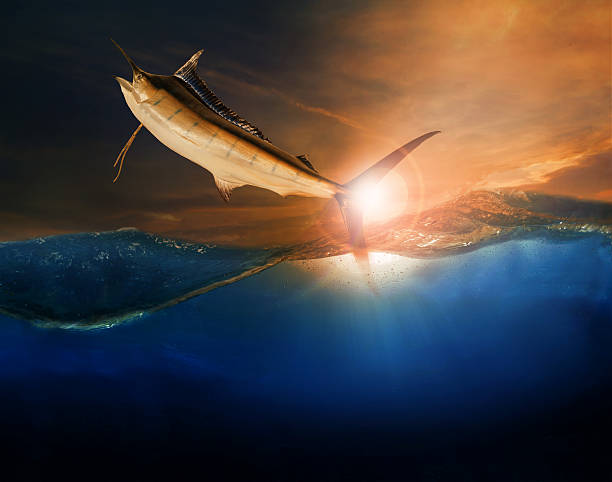 istock sailfish flying over blue sea 577623152