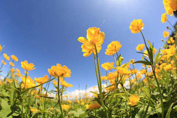 istock beautiful globeflowers and green grass under blue sky 577623638