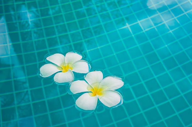 istock Frangipani flower on the blue water 577625000