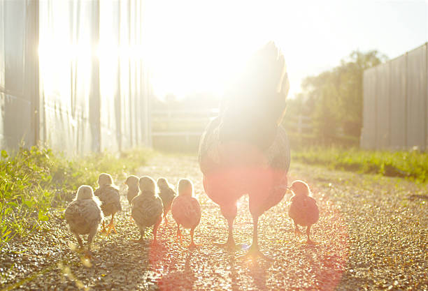 Hen with baby chickens chicks walking together on a farm