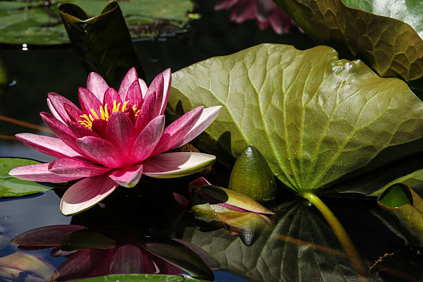 istock Red water lily with leaf close up 577628488