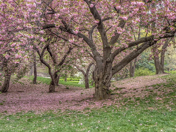 istock Prunus serrulata or Japanese Cherry 577628964