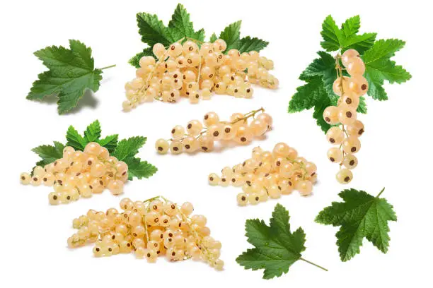 Set of white currant berries (Ribes Rubrum) with leaves. Infinite depth of fiedl, clipping paths, shadows separated. Design elements