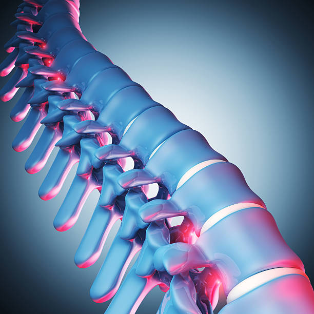 인간 척추 뼈 3d - human spine chiropractor three dimensional shape healthcare and medicine 뉴스 사진 이미지