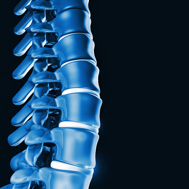 인간 척추 뼈 3d - human spine chiropractor three dimensional shape healthcare and medicine 뉴스 사진 이미지