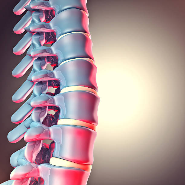 인간 척추 뼈 3d - human spine chiropractor three dimensional shape healthcare and medicine 뉴스 사진 이미지