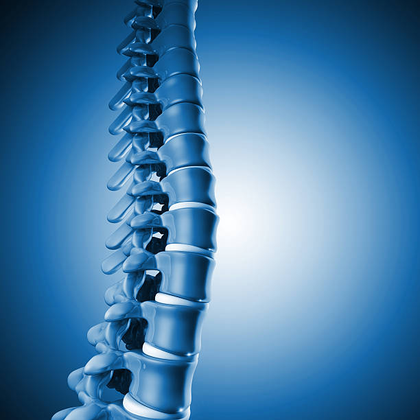 인간 척추 뼈 3d - human spine chiropractor three dimensional shape healthcare and medicine 뉴스 사진 이미지