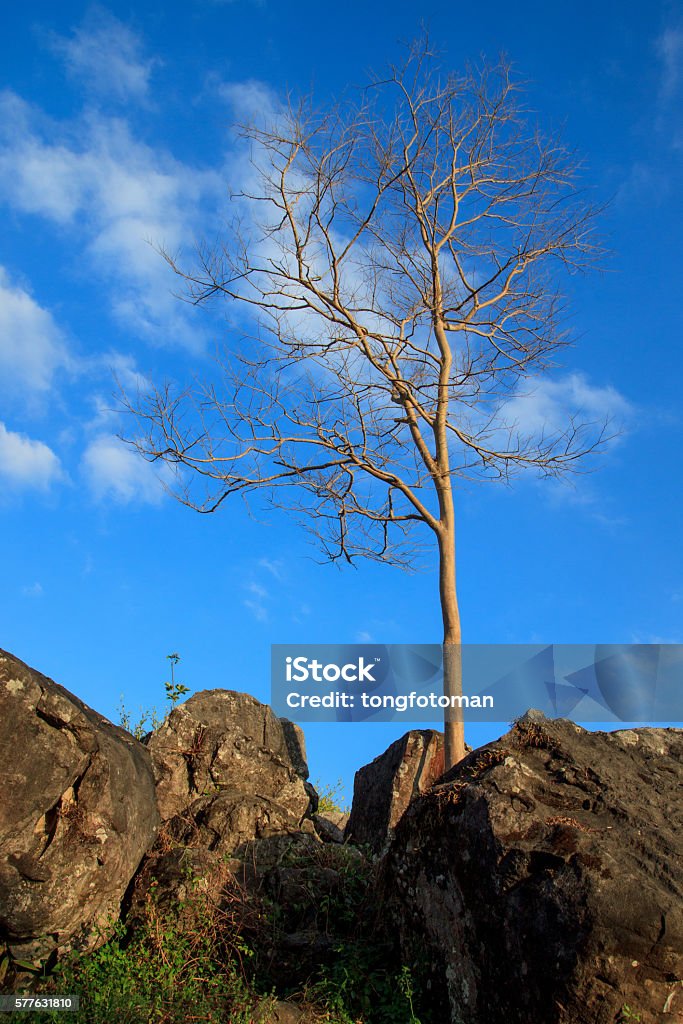 Simple Dry Trees Single Dry Tree Stock Photo - Download Image Now - Arid Climate, Barren ...