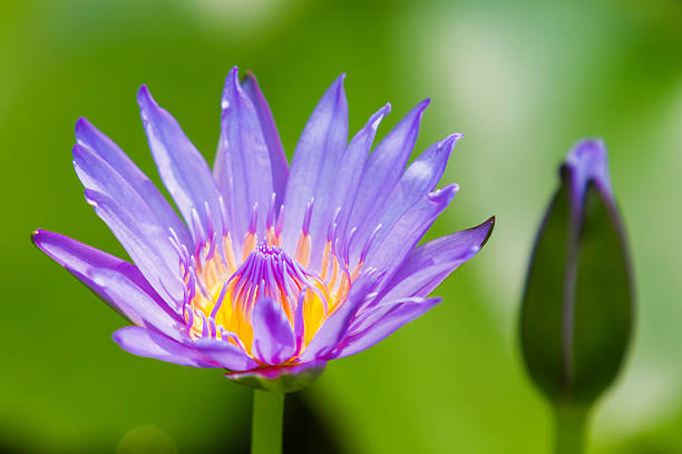istock Blue Egyptian lotus (Nymphaea caerulea). Natural background 577631856