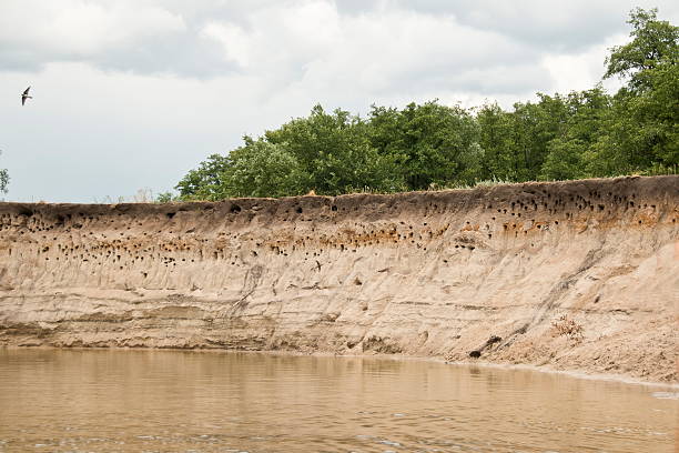istock River cliff with swallow burrow holes, Russia. 577632086