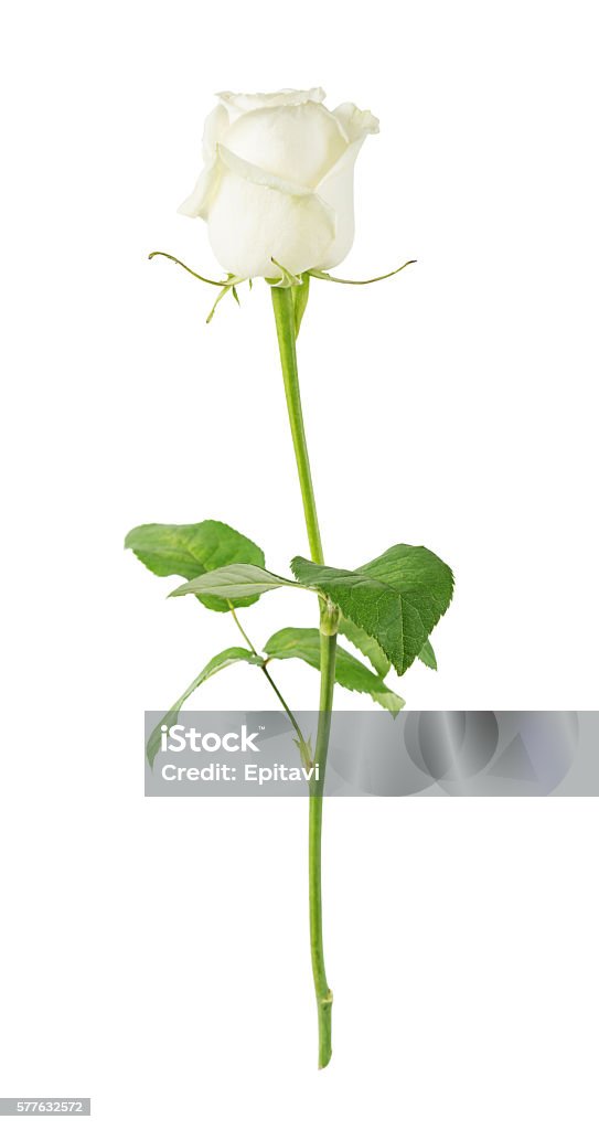 white rose auf weißem Hintergrund - Lizenzfrei Weiß Stock-Foto