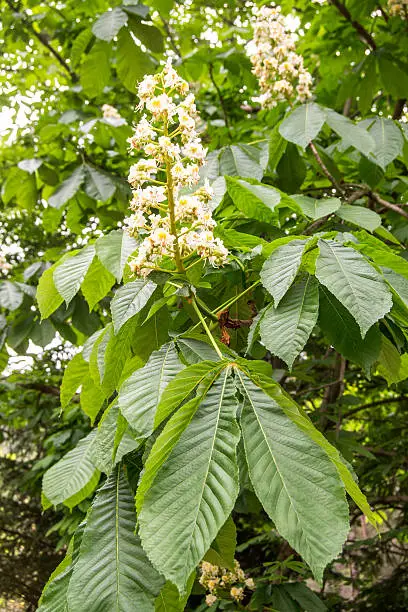 Flowers of chestnut-tree at the end of the spring.