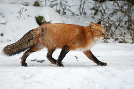 Red fox (Vulpes vulpes) running in winter.