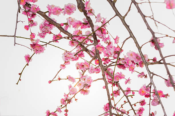 istock Pink flower ume blossoms. 577637990