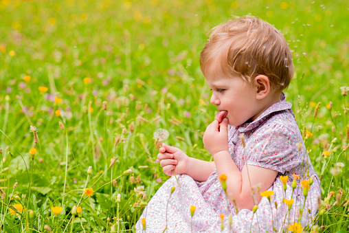 Baby girl playing with daisy flowers. Isolated on white